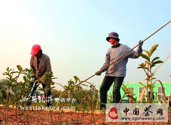 关于日照市将大力宣传推广茶树越冬防护经验(图)的消息