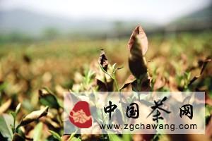 关于龙井茶树迎近十年不遇旱情的热门信息