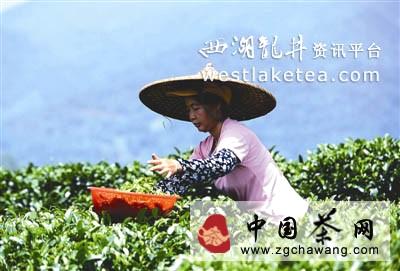 有关于铁观音领衔秋茶市场 专家提醒：甄别新茶真假先闻后尝的热门资讯