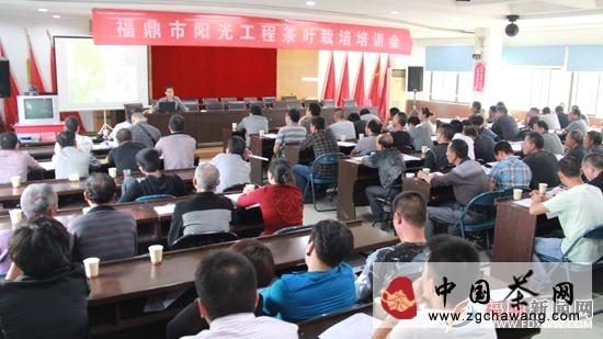 关于福鼎:阳光工程茶技培训 提升茶叶生产加工水平的热门资讯(1)