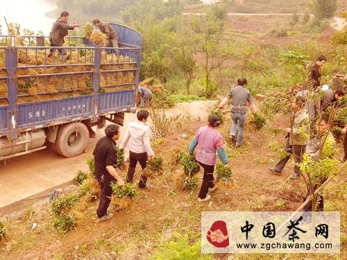 关于高县潆溪乡吹响2013年茶叶连片栽种“集结号”的信息