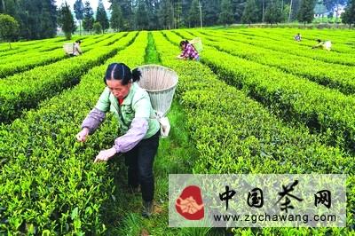 有关于贵州省凤冈县大力发展有机茶产业的最新资讯