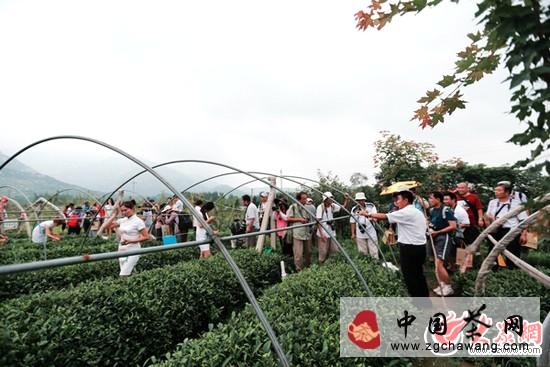 有关于茗动泉城：济南拍客灵岩茶采风归来的热门信息(2)
