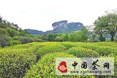 关于武夷山：三个转变 武夷山水客盈门的信息(1)