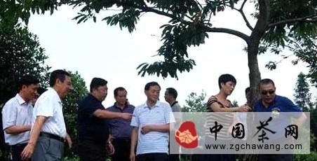 关于吴培林一行调研凤冈锌硒有机茶产业的信息
