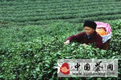 关于贵州两大茶企将于11月8日进京推介的信息