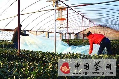有关于青岛崂山：茶农为茶树越冬保暖加盖塑料大棚的热门资讯