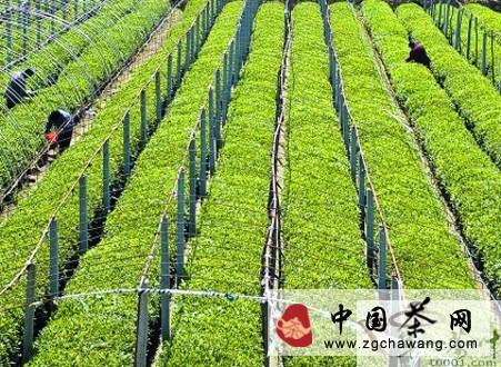 关于泰安引进4000多株“碧香早”茶叶新品种的最新信息