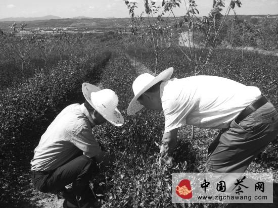 有关于茶叶大师现场“把脉”嵊州茶的新闻