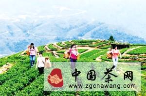 有关于秋茶上市 安溪采茶女高山秀“采茶”的新闻