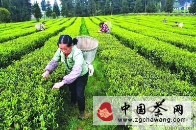 有关于茶产业已成为凤冈县重要支柱产业的最新资讯