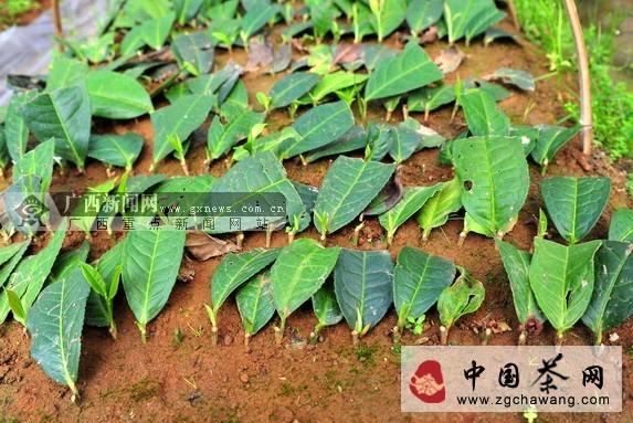 关于＂万宝山＂育野生品牌 金秀野生茶特质世界罕有的消息(2)