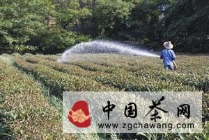 有关于明年“龙井”会减产 “绝收”不可能的最新消息