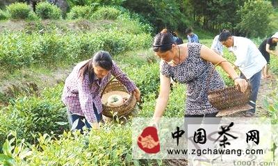 有关于乌龙茶种植成建始县茶农致富“钱袋子”的最新消息