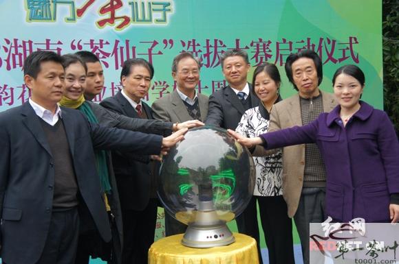 关于2013湖南“茶仙子”选拔大赛启动的消息(1)