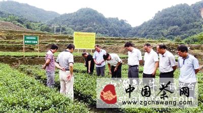 有关于龙岩市新罗区大池茶叶产业农民田间学校开班（图）的热门新闻