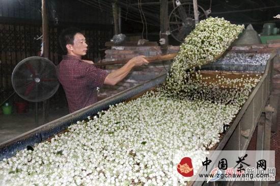 有关于福鼎市茉莉花茶生产迎来高峰期 企业窨制忙的热门消息(1)