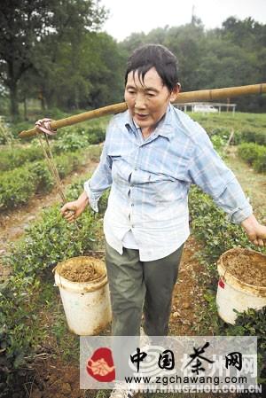 有关于杭州迎来后高温时期，龙井茶农还是不得闲(图)的最新信息(5)