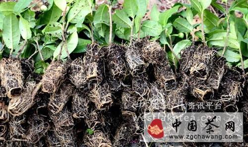 有关于竹山县无性系茶苗大田栽植使用“新技术”(图)的热门消息(5)