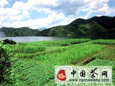 关于淳安茶叶名震全国的消息