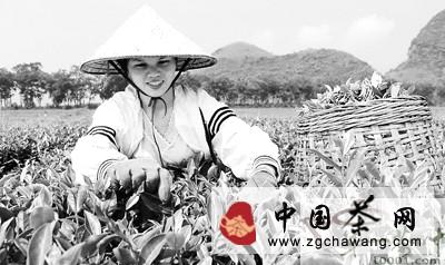 关于柳城县茶农抓紧时机赶采“白露茶”的最新信息