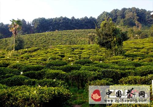 有关于发展新思路 元阳云雾茶产业走上生态化之路的热门资讯