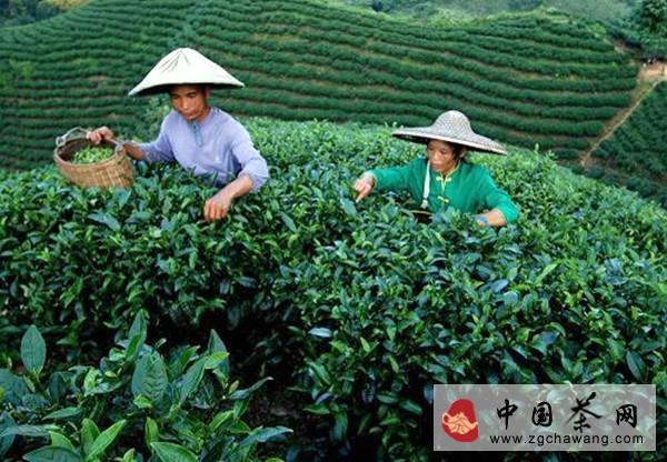 关于广西昭平：“冬闲茶” 变“废”为宝 茶产业延伸产业链的新闻