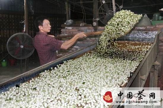 关于福鼎点头镇茉莉花茶生产企业窨花忙的热门新闻(1)