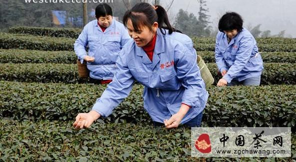 关于宜宾县举行早茶开园采茶仪式 副市长于滨出席的热门信息