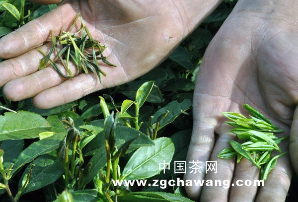 有关于岳西菖蒲春茶成灾面积超过3000亩的热门资讯