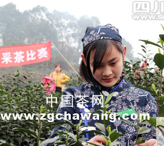 有关于宜宾茶,三江土壤上绽放的“奇葩”的最新信息