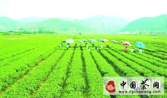 关于华安县政协主席建议做大华安铁观音支柱产业的热门新闻