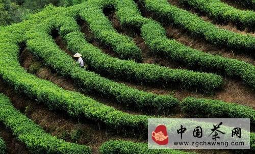 关于融安县瑶胞忙采“立秋茶”的新闻(1)
