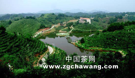 有关于休宁做强名优茶领跑茶产业的热门信息