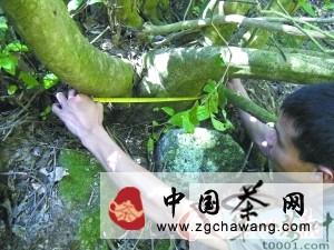 有关于南雄百顺镇发现大型野生古茶树种的资讯