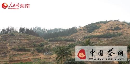 有关于乌石农场做大做强茶产业 开垦200亩新茶园的新闻