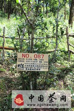 关于解读曼松贡茶8800元/套的价值的最新信息(2)