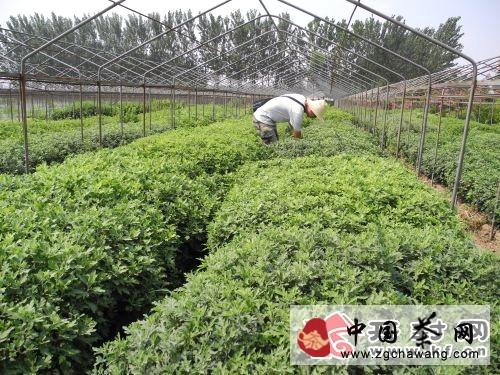 关于开封茶产业　打出文化牌开封的最新资讯