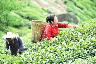 有关于茶商走了 名山250万斤茶叶积压冷库的热门消息