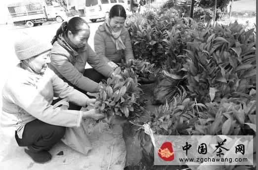 有关于三江县不断优化茶叶品种效益佳的热门资讯