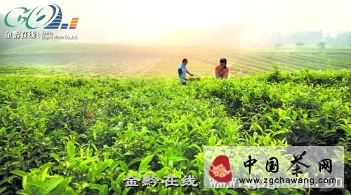 关于凤冈30多万亩茶叶“苏醒” 茶农抢时采秋茶的热门消息