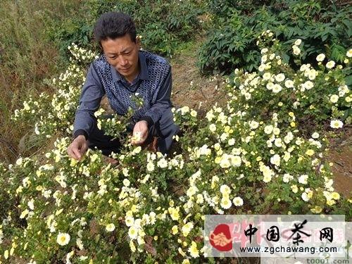 有关于隆回县瑶族乡村民种植浙江杭白菊致富的新闻