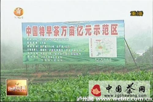 有关于泸州：打造全国最大特早茶基地的热门资讯