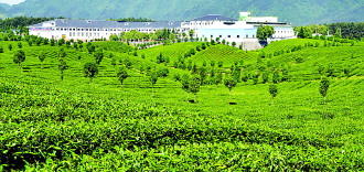 关于茶叶改变凤冈的热门资讯