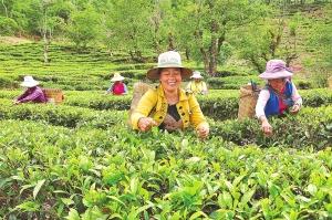 有关于云龙团结彝族乡茶农夏茶采摘忙的最新消息