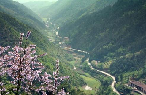 有关于走进浙江乡镇衢州站: 茶叶基地岭洋乡的热门资讯