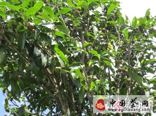 关于昔日受冷茶籽 今朝有望成为云南腾冲茶农“致富油”的新闻