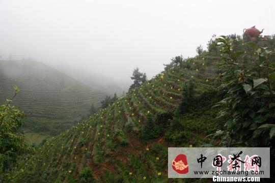 关于桂东县茶农为茶园披上“黄袍战甲”防虫害的热门信息(1)