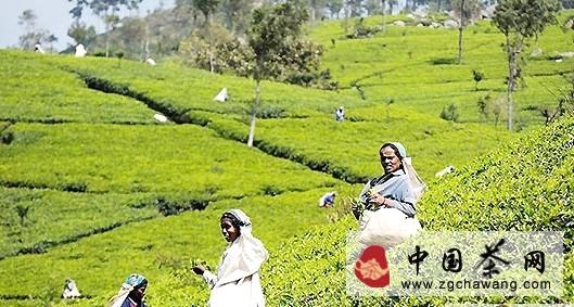 关于在斯里兰卡茶香中深呼吸的消息