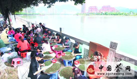 关于安溪铁观音秋茶采摘进入尾声，呈现产销两旺态势的资讯(4)